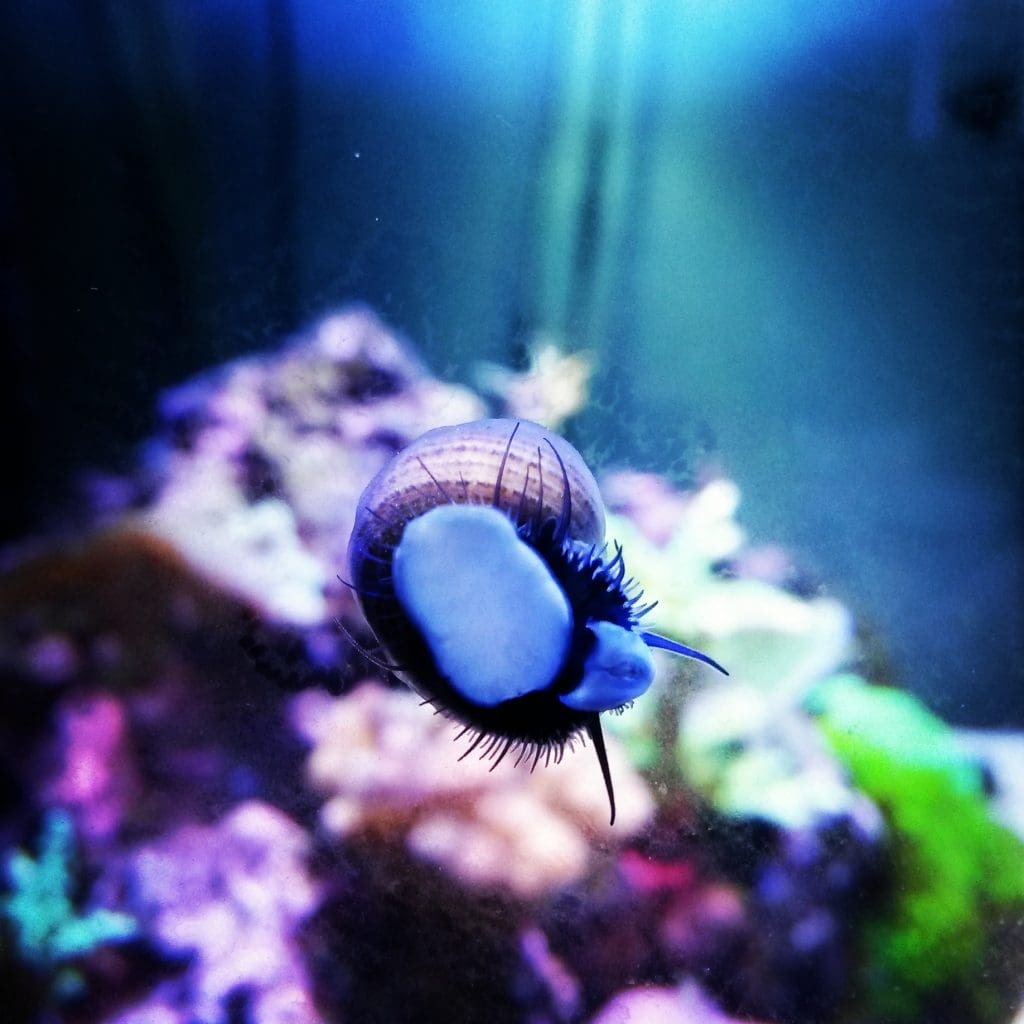 Clean up Crew for Saltwater Tanks