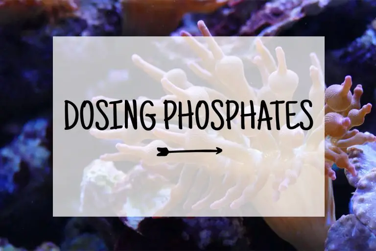 How to dose phosphates in a saltwater tank