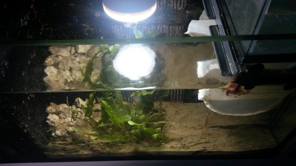 What to put in a refugium