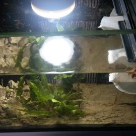 What to put in a refugium