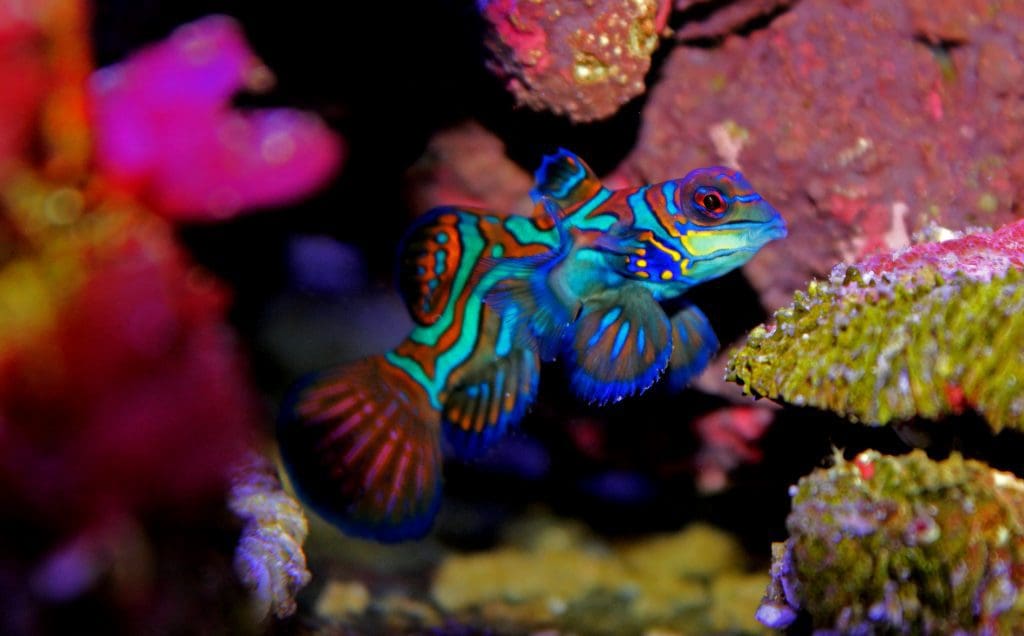 Mandarin Dragonet and copepods