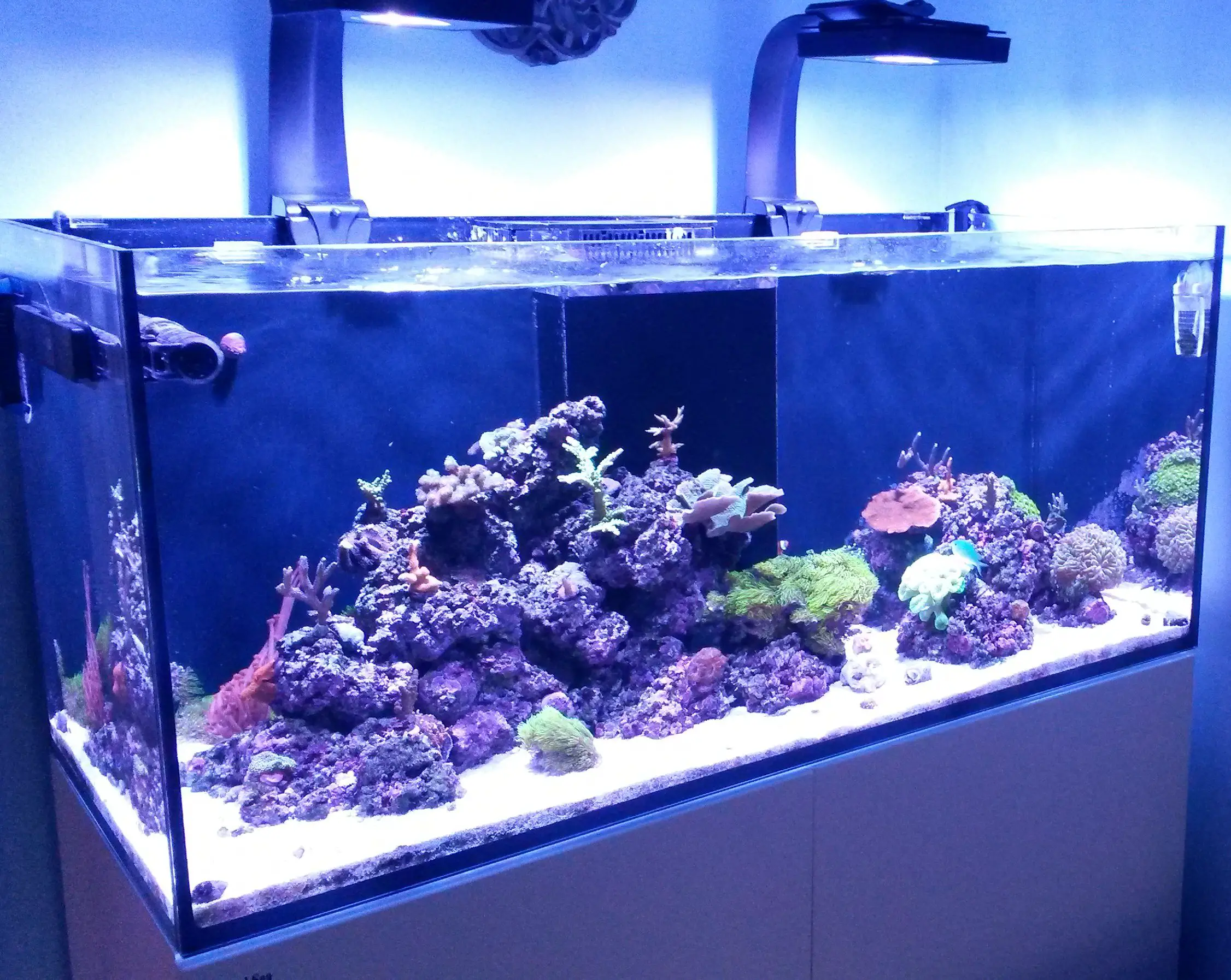 Are marine fish tanks hard to keep?