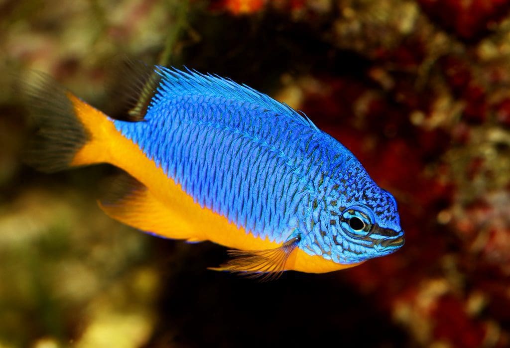 saltwater fish not for beginners