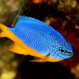 saltwater fish not for beginners