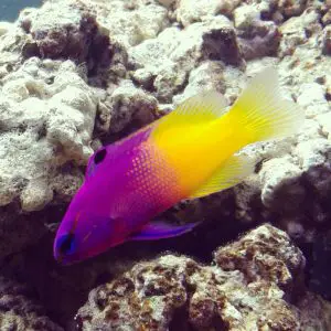 most beautiful reef safe fish