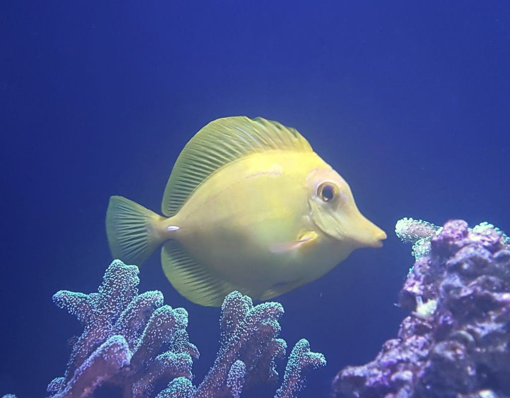 marine head and lateral line erosion