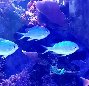 Chromis - Non aggressive marine fish