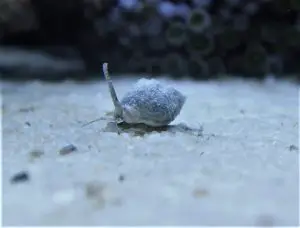 Nassarius Snail Saltwater Aquarium Clean Up Crew