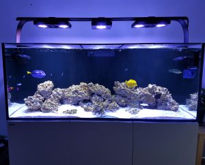 freshwater vs saltwater fish tank