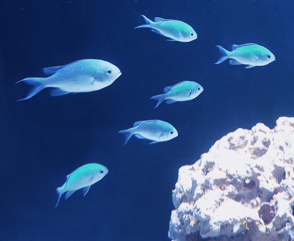 Chromis