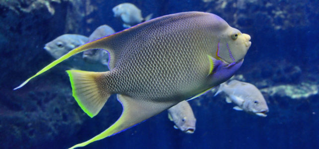 Saltwater Fish Disease: Flukes