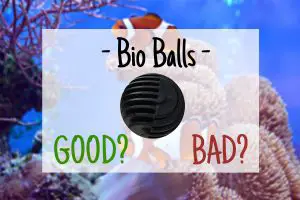 Are Bio Balls Good or Bad?