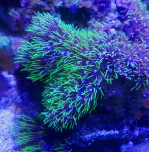 growing soft corals in a saltwater aquarium