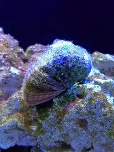 How many snails should I have in a saltwater tank?