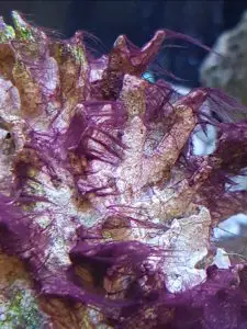 get rid of red slime in a saltwater aquarium
