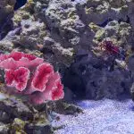 best fake coral