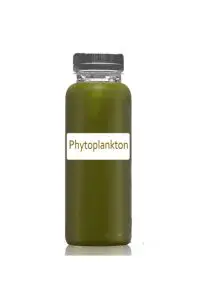 dosing phytoplankton