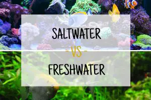 Freshwater vs Saltwater Aquariums