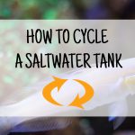 how to cycle a saltwater tank