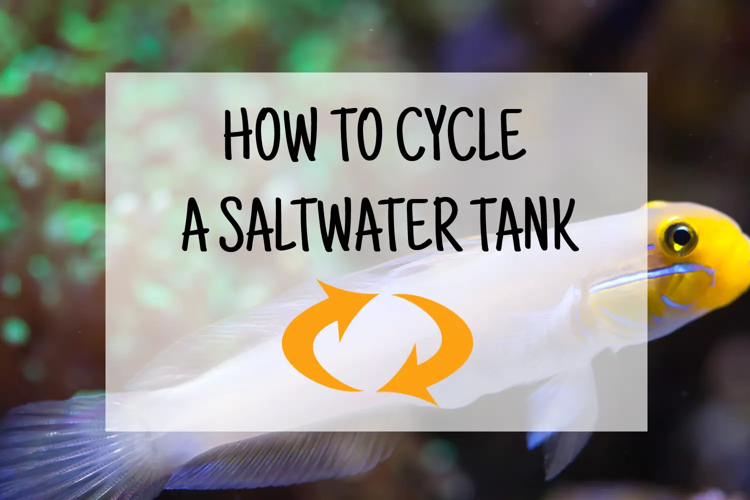 how to cycle a saltwater tank