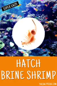 How to easily hatch brine shrimp