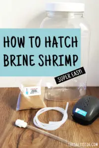 How to hatch brine shrimp