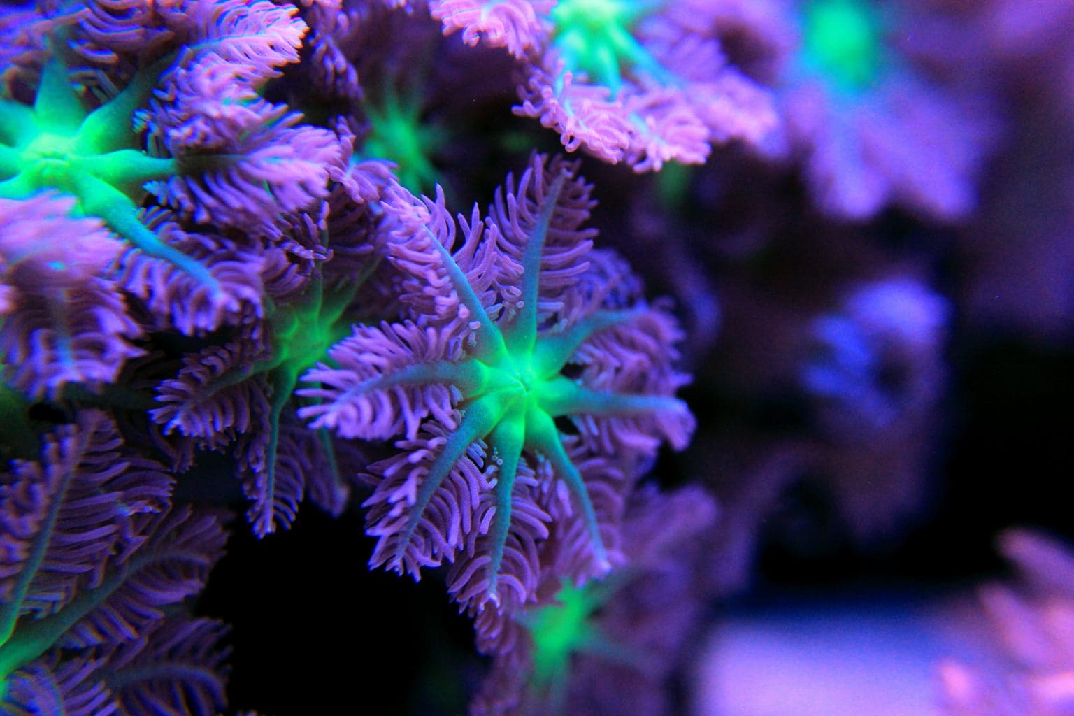 Soft Coral For Beginners to Saltwater Aquariums The Salty