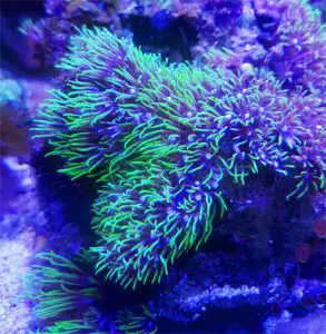 what are the best soft corals for beginners