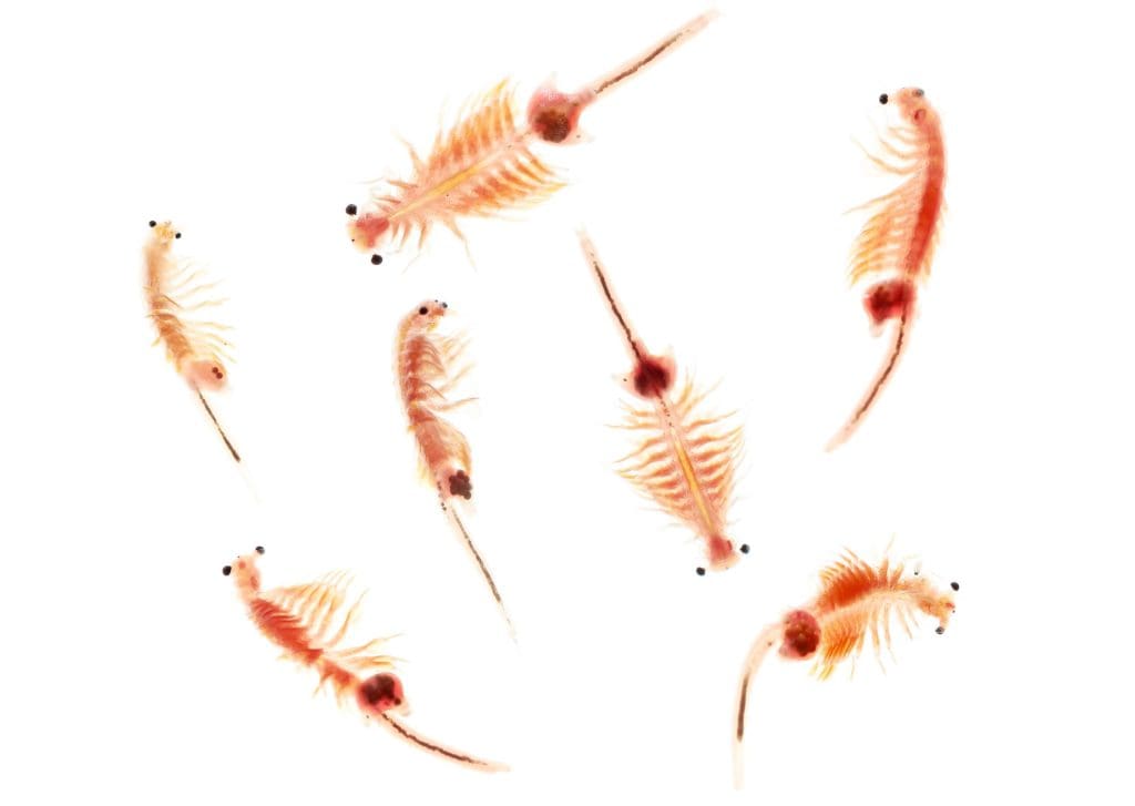 brine shrimp