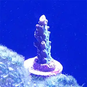 Removing coral from a frag plug​