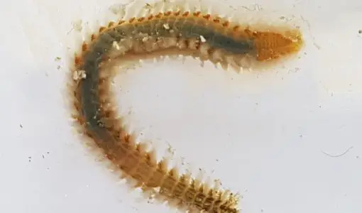 bristle worm