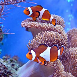 best anemone for clownfish
