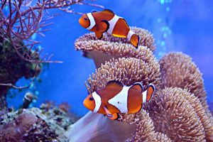 best anemone for clownfish