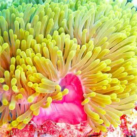 are anemones easy to keep