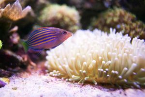 best anemone for reef tank