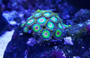 fragging coral