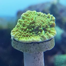 what is a coral frag