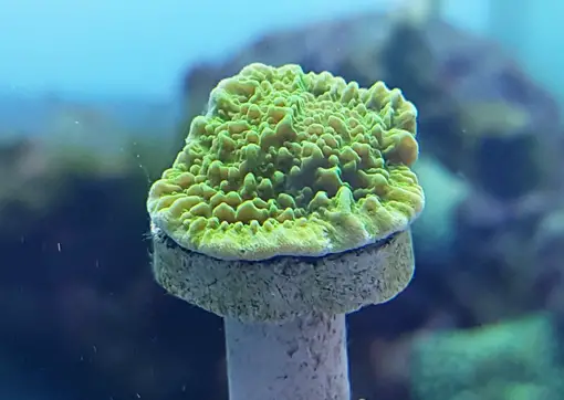 what is a coral frag