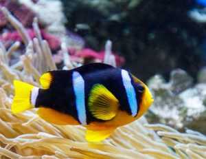 clownfish aggressive to anemones