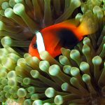 can clownfish kill an anemone