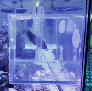 how to catch saltwater aquarium fish