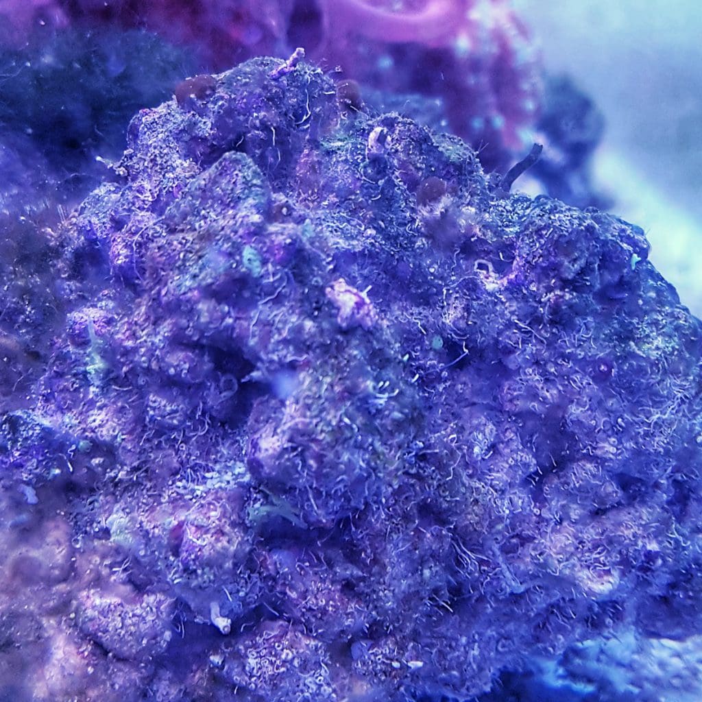 saltwater aquarium live rock