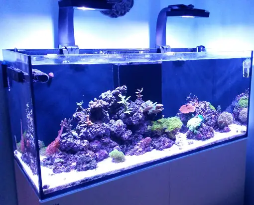 saltwater aquarium lighting