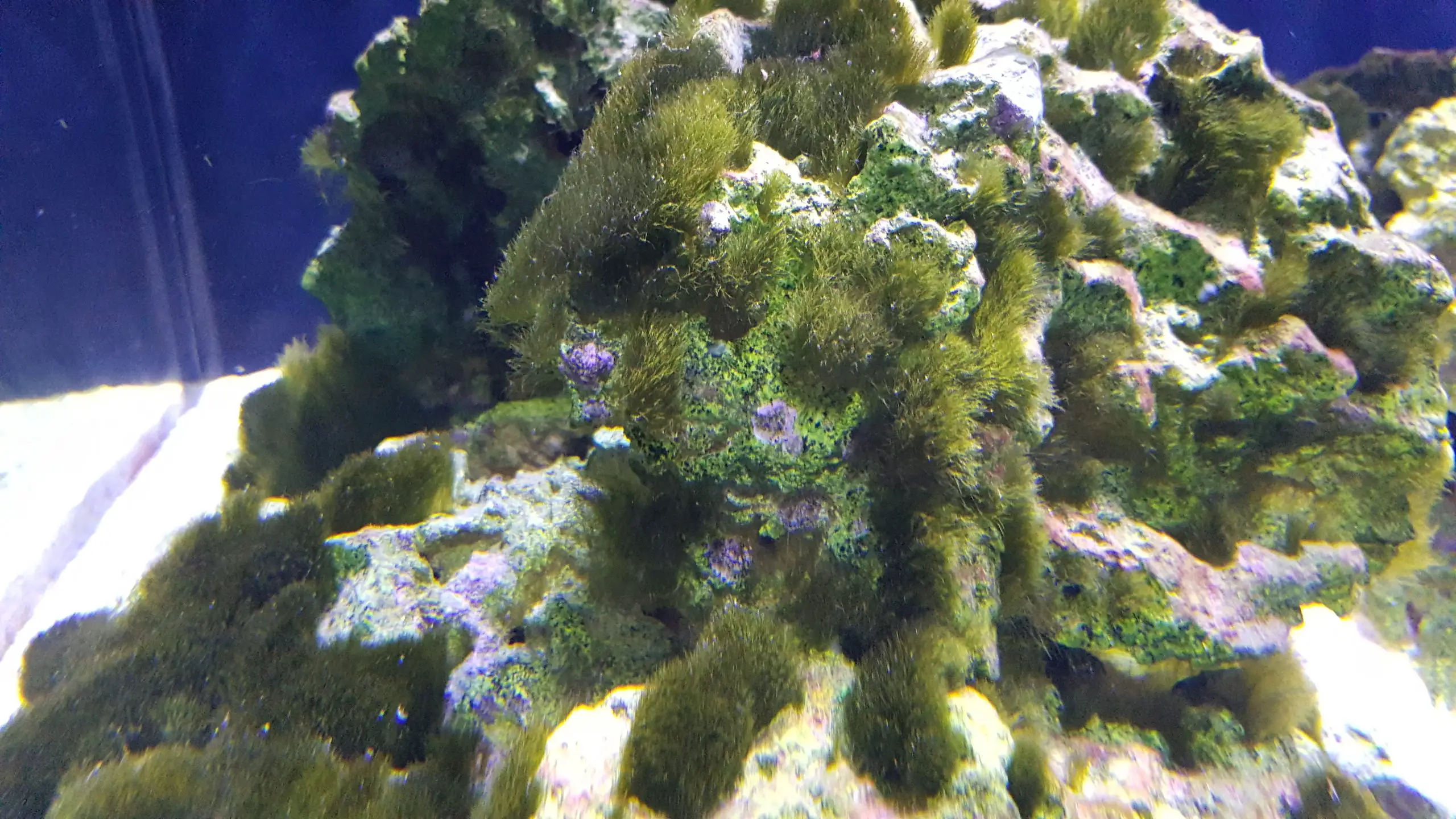 How To Get Rid Of Green Hair Algae In A Saltwater Tank