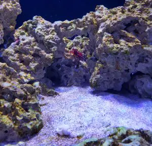 cycle a saltwater tank