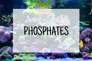 saltwater aquarium phosphates