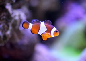 nano reef clownfish