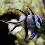 nano saltwater aquarium fish