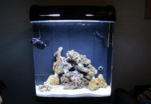 nano saltwater aquarium