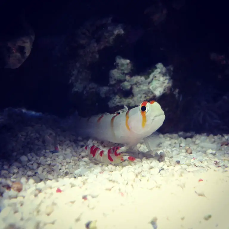 how to pair goby and pistol shrimp